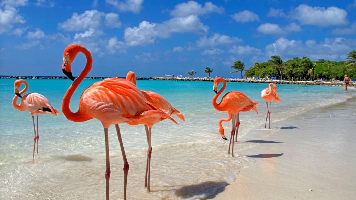 Розовые фламинго на пляже Арубы — частое явление